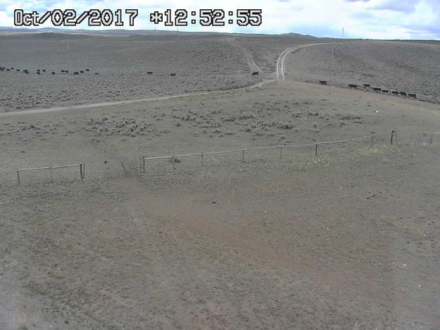 Green River Drift. Photo by Trappers Point Wildlife Overpass webcam.