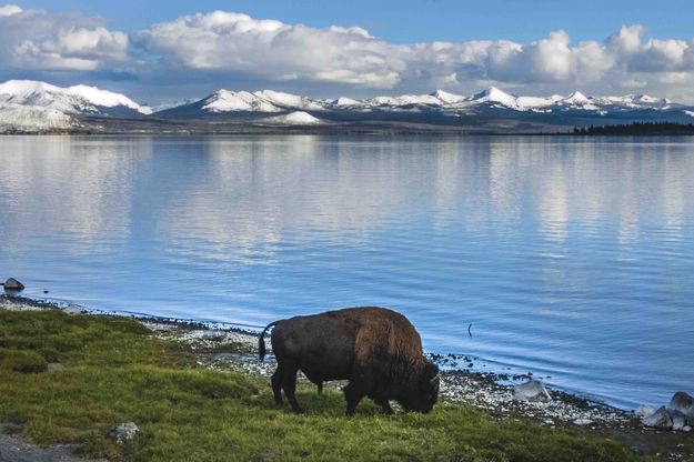 Bison. Photo by Dave Bell.