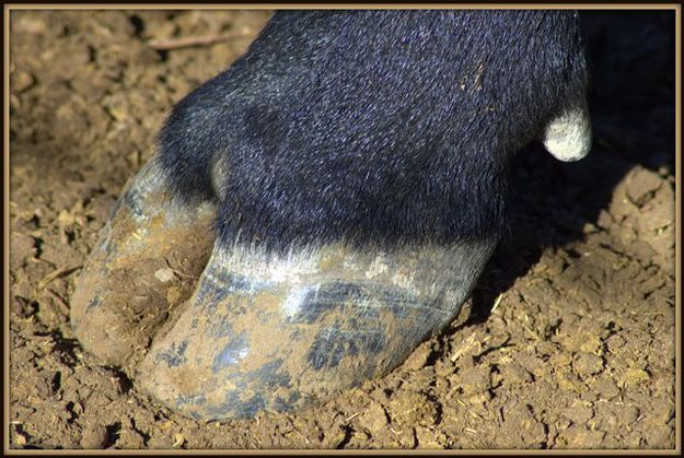 The Hoof. Photo by Terry Allen.