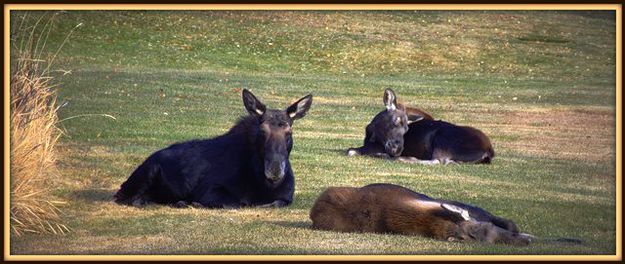 Relaxing. Photo by Terry Allen.