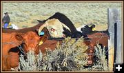 Where there are Bulls there is Action. Photo by Terry Allen.