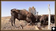 Herd Bull Gets Challenged. Photo by Terry Allen.