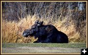 Afternoon siesta. Photo by Terry Allen.