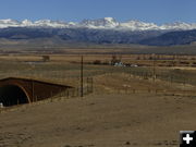 Pronghorn on overpass. Photo by Dawn Ballou, Pinedale Online.