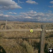 Frog on a fence. Photo by Pinedale Rocks.