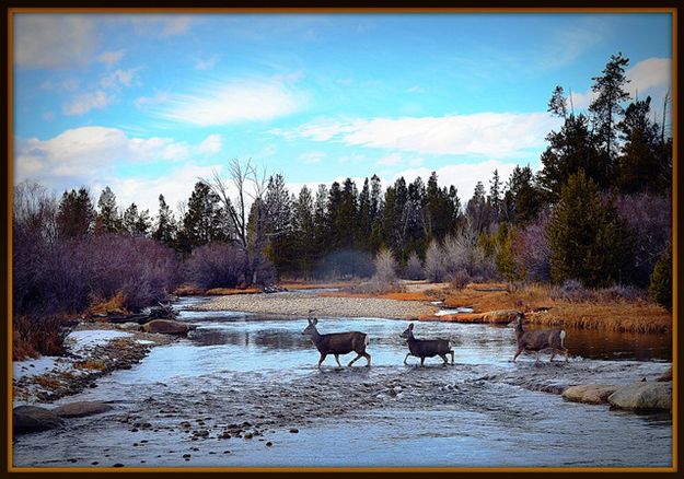 Deer Trotting. Photo by Terry Allen.