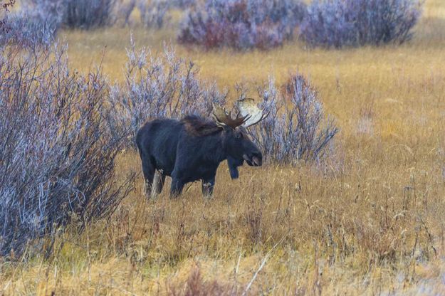 Bull Moose. Photo by Dave Bell.