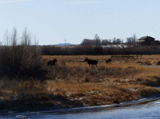 Out of the willows. Photo by Dawn Ballou, Pinedale Online.