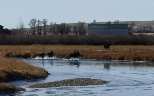 Splashing moose. Photo by Dawn Ballou, Pinedale Online.