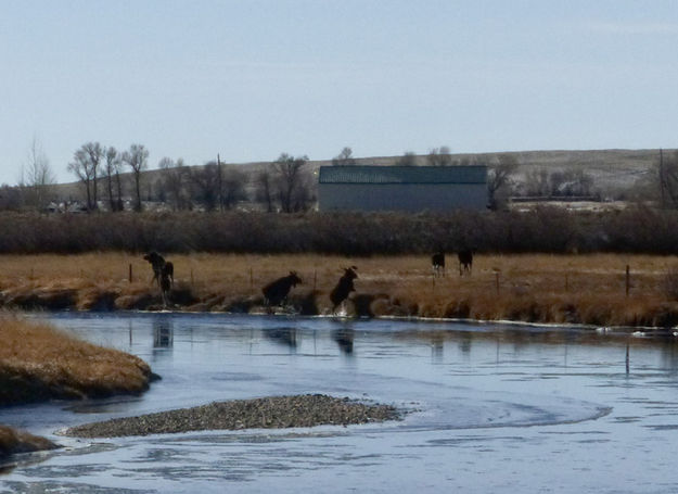 Out of the water. Photo by Dawn Ballou, Pinedale Online.