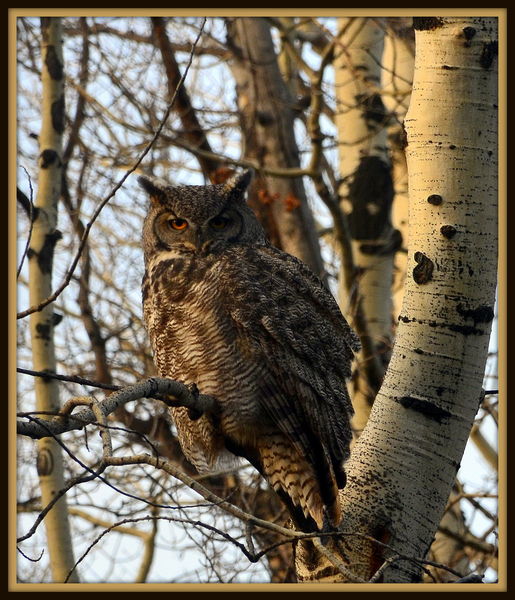 Whooo me?. Photo by Terry Allen.