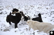 Dog pack. Photo by Cat Urbigkit.