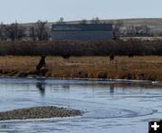 Too low here. Photo by Dawn Ballou, Pinedale Online.