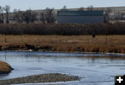 Moving over to a better spot. Photo by Dawn Ballou, Pinedale Online.