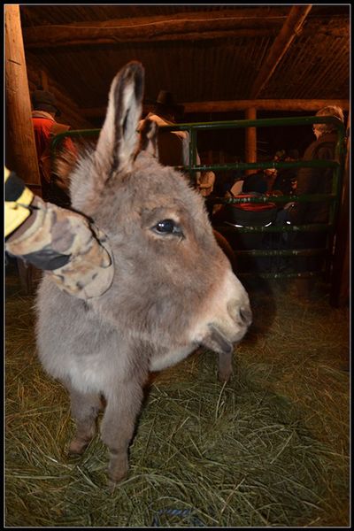 Burro Looks at Easton. Photo by Terry Allen.
