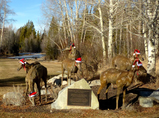 Festive pronghorn. Photo by Dawn Ballou, Pinedale Online.