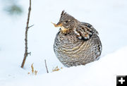 Ruffed Grouse. Photo by Elizabeth Boehm.