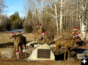 Festive pronghorn. Photo by Dawn Ballou, Pinedale Online.