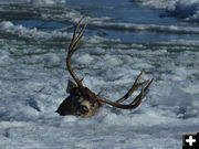 Frozen buck deer. Photo by Dawn Ballou, Pinedale Online.