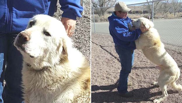 Sheep Dog. Photo by Sweetwater County Sheriff's Office.