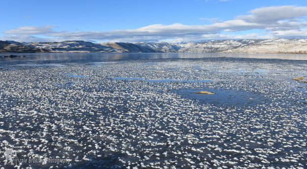 Starting to Freeze. Photo by Arnold Brokling.