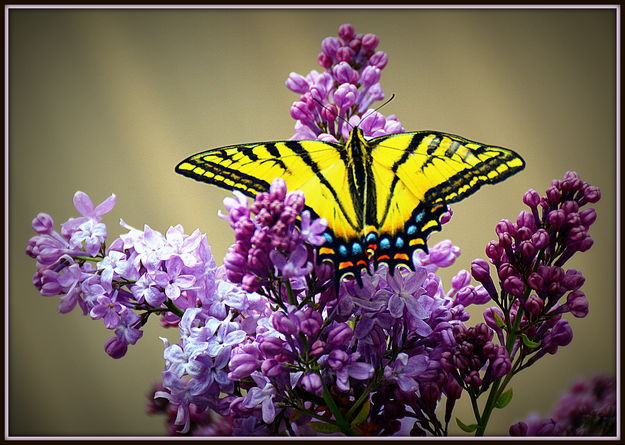 Lilac and Butterfly at Sylvan Bay. Photo by Terry Allen.