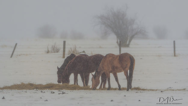 Snowy Horses. Photo by Dave Bell.