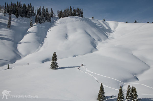 Bustin Fluff. Photo by Arnold Brokling.