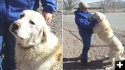 Sheep Dog. Photo by Sweetwater County Sheriff's Office.