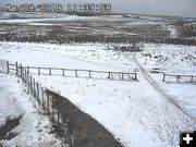 March 8 herd. Photo by Trappers Point Wildlife Overpass webcam.