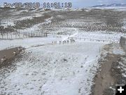 March 8 herd crossing overpass. Photo by Trappers Point Wildlife Overpass webcam.