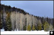 Aspens. Photo by Terry Allen.