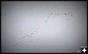 Canadian Geese. Photo by Terry Allen.