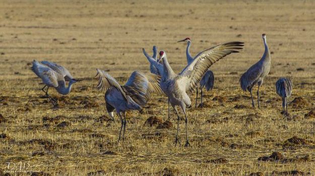 Sandhill Cranes. Photo by Dave Bell.