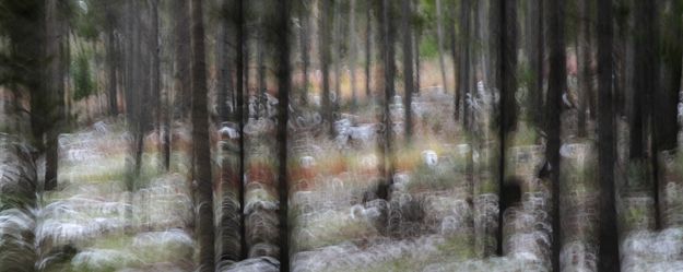 Motion by Delsa Allen. Photo by Mystery Print Gallery.