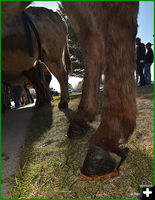 Boot Heel Shoes. Photo by Terry Allen.