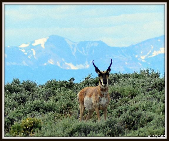 Watching from the Hillside. Photo by Terry Allen.