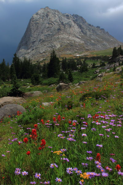 Mitchell Peak wildflowers. Photo by Fred Pflughoft.