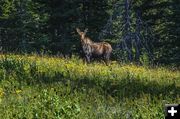 Friendly Moose. Photo by Dave Bell.