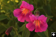 Pink Monkey Flowers. Photo by Fred Pflughoft.