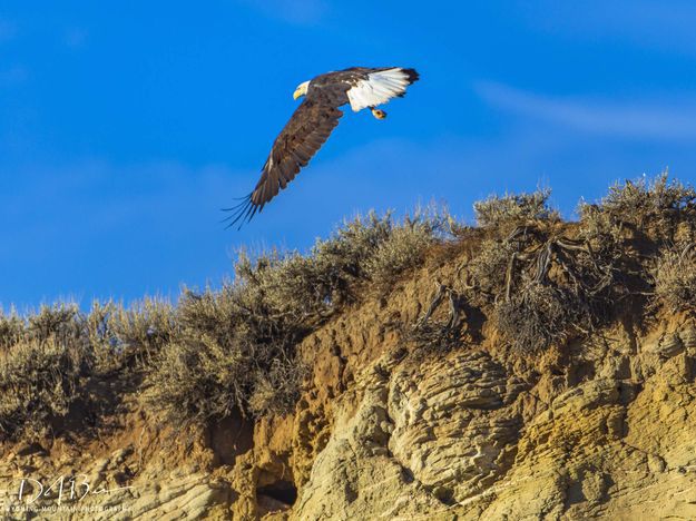 Bald Eagle. Photo by Dave Bell.