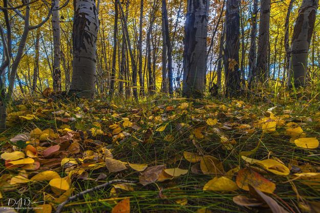 Fall colors. Photo by Dave Bell.