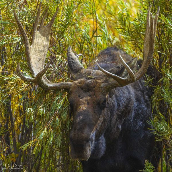 Bull Moose. Photo by Dave Bell.