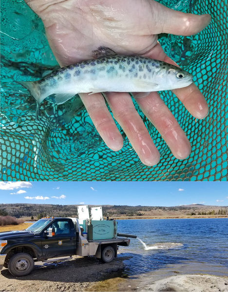 Dollar Lake fish restocking. Photo by Wyoming Game & Fish.