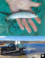 Dollar Lake fish restocking. Photo by Wyoming Game & Fish.