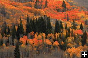 Fortification Mountain fall colors. Photo by Fred Pflughoft.