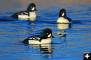 Barrows Goldeneye. Photo by Fred Pflughoft.