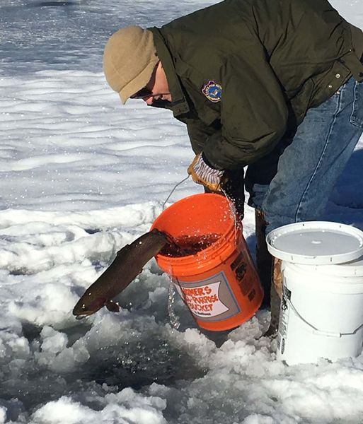 Stocking fish. Photo by Wyoming Game & Fish.