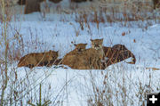 Mountain Lion Kits. Photo by Dave Bell.