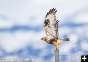 Rough-legged Hawk. Photo by Betty Boehm.